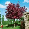 Crataegus laevigata 'Paul´s Scarlet' - C10L 200-250 CM