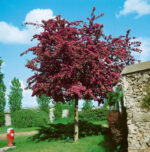 Crataegus laevigata 'Paul´s Scarlet'