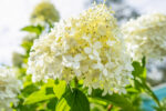 Hydrangea pan. 'Limelight'®