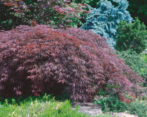 Acer palmatum 'Inaba Shidare' - Image 1
