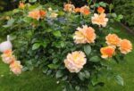 Rosa 'Hansestadt Rostock'®- stromková - Image 4