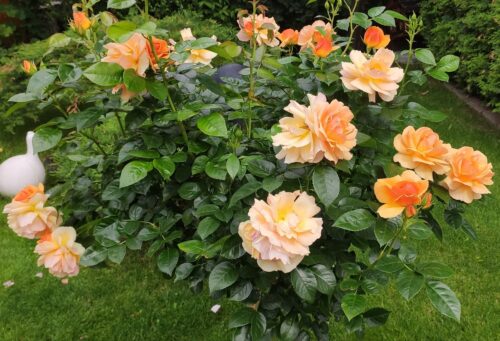 Rosa 'Hansestadt Rostock'®- stromková - Image 4