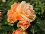 Rosa 'Hansestadt Rostock'®- stromková - Image 3