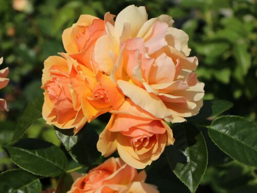 Rosa 'Hansestadt Rostock'®- stromková - Image 3
