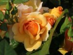 Rosa 'Hansestadt Rostock'®- stromková - Image 2