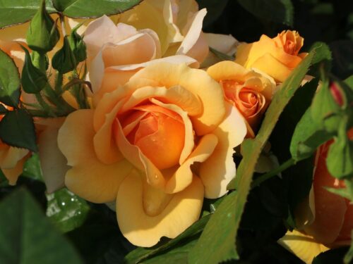 Rosa 'Hansestadt Rostock'®- stromková - Image 2