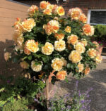 Rosa 'Hansestadt Rostock'®- stromková