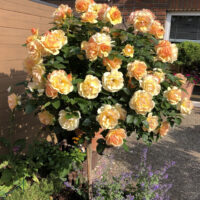 Rosa 'Hansestadt Rostock'®- stromková