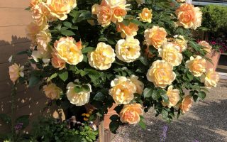 Rosa 'Hansestadt Rostock'®- stromková