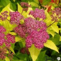 SPIRAEA JAPONICA 'Goldflame', 25–30 CM