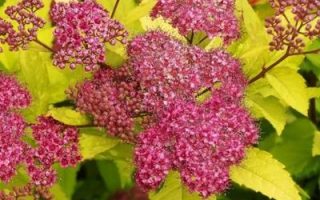 SPIRAEA JAPONICA 'Goldflame', 25–30 CM