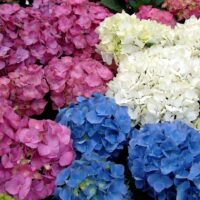 Hydrangea macrophylla  – MIX v kultivarech