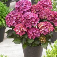 Hydrangea macrophylla 'Black Diamond' – v kultivarech