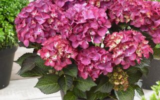 Hydrangea macrophylla 'Black Diamond' – v kultivarech