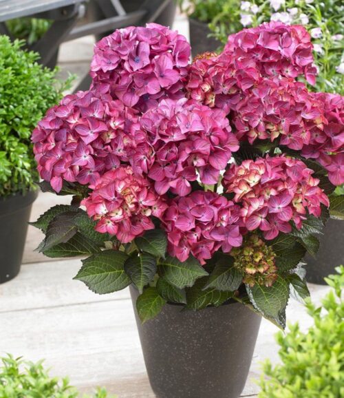 Hydrangea macrophylla 'Black Diamond' – v kultivarech - Obrázek 1