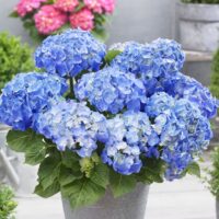 Hydrangea macr.'Little Blue',15–20 CM