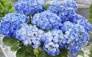 Hydrangea macr.'Little Blue',15–20 CM