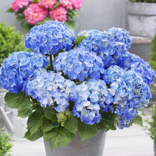 Hydrangea macr.'Little Blue',15–20 CM - Obrázek 1
