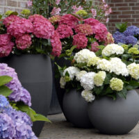 Hydrangea macrophylla 'Forever&Ever'® – v kultivarech