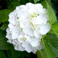 Hydrangea m.'Little White', 15–20 CM