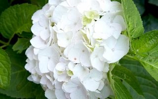 Hydrangea m.'Little White', 15–20 CM