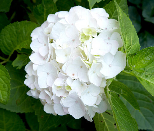 Hydrangea m.'Little White', 15–20 CM - Obrázek 1