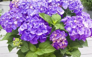 Hydrangea m. 'Little Purple',15–20 CM
