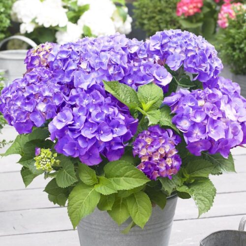 Hydrangea m. 'Little Purple',15–20 CM - Image 1