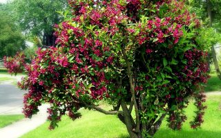 Weigela 'Bristol Ruby'
