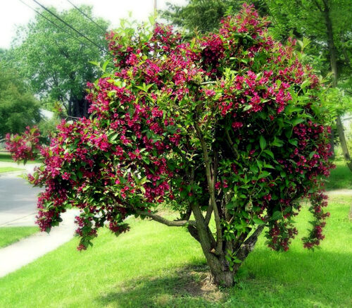 Weigela 'Bristol Ruby' - Obrázek 1
