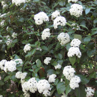 Viburnum burkwoodii, 20–30 cm
