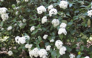 Viburnum burkwoodii, 20–30 cm
