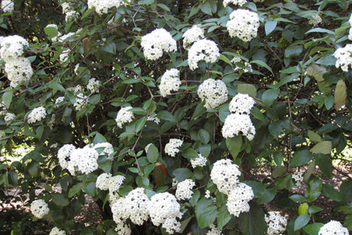 Viburnum burkwoodii, 20–30 cm - Obrázek 1