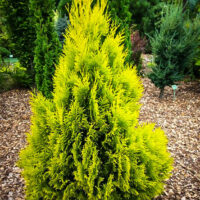Thuja plicata '4ever Goldy'