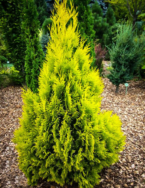 Thuja plicata '4ever Goldy' - Image 1