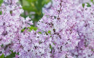 Syringa meyeri 'Palibin'