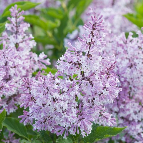 Syringa meyeri 'Palibin' - Image 1