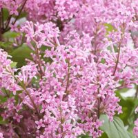 Syringa 'Flowerfest Pink', 40–50 CM
