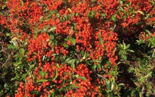 Pyracantha 'Orange Charmer' 70 cm