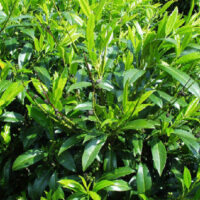 Prunus laurocerasus 'Herbergii' 30-50 CM
