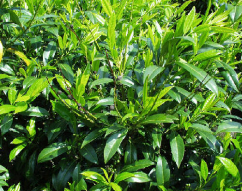 Prunus laurocerasus 'Herbergii' 30-50 CM - Obrázek 1