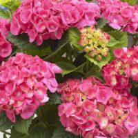 Hydrangea m.'Little Pink', 15–20 cm