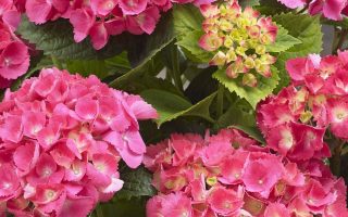 Hydrangea m.'Little Pink', 15–20 cm