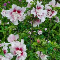 Hibiscus syr. 'Starbust Chiffon'®
