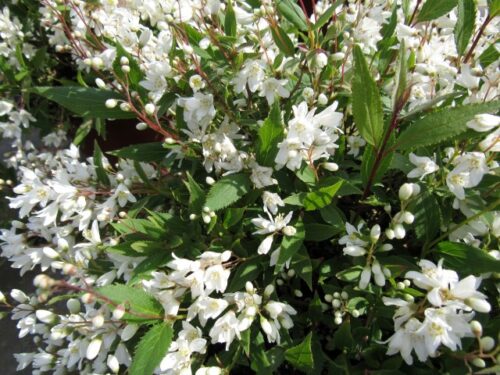 Deutzia gracilis - Obrázek 1
