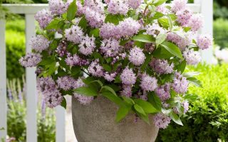 Deutzia hybrida 'Raspberry Sundae'®