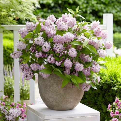Deutzia hybrida 'Raspberry Sundae'® - Obrázek 1