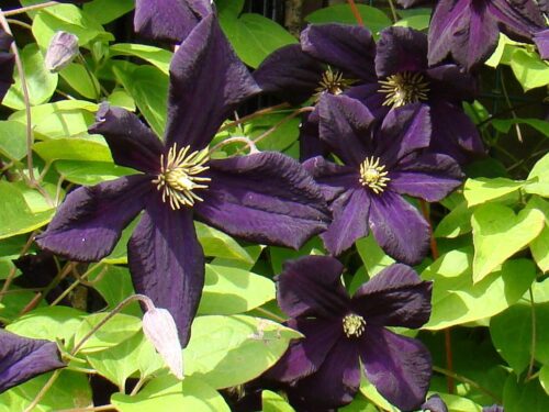 Clematis 'Romantika', 70 cm - Obrázek 1