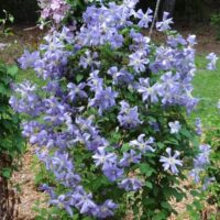 Clematis 'Prince Charles', C2,5 70 cm
