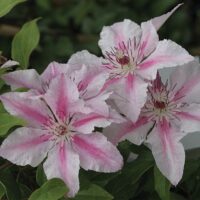 Clematis 'Pink Fantasy', 70 cm